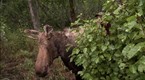 Watch Alaska State Troopers - Elsie the Stuffed Moose Online
