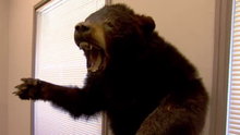 Watch American Pickers - Animal Instincts Online