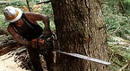 Watch Ax Men - How to Cut a Tree Online