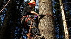 Watch Ax Men - How to Climb a Tree Online