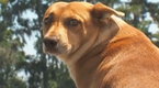 Watch Ax Men - Swamp Logging Dog Online