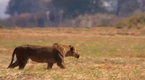 Watch Big Cat Week - Starving Lioness Online