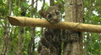 Watch Big Cat Week - Orphaned Cubs Online