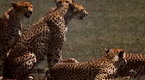 Watch Big Cat Week - Lustful Cheetahs Online