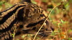 Watch Big Cat Week - How to Be Wild Online