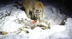 Watch Big Cat Week - Eat Like a Cougar Online