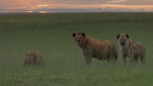 Watch Big Cat Week - Attack of the Hyena Online