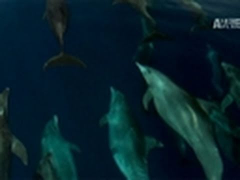 Watch Blood Dolphins - Blood Dolphins- Porter Breaks Down Online