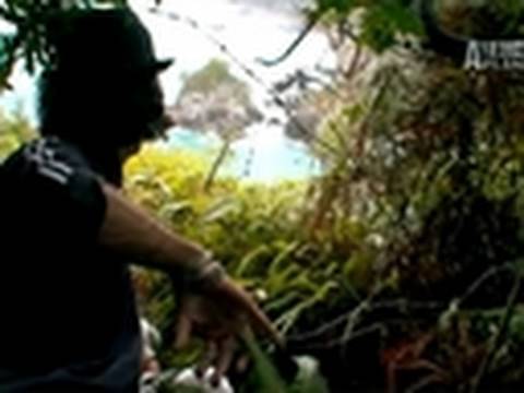 Watch Blood Dolphins - Blood Dolphins: A Sad Sight in The Cove Online