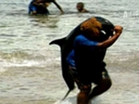 Watch Blood Dolphins - Blood Dolphins-Trade in the Solomons Online