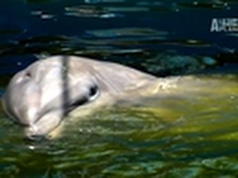 Watch Blood Dolphins - Blood Dolphins- Exposing a Dolphin Dealer Online