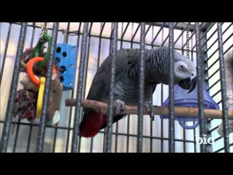 Watch Celebrity House Hunting - Celebrity House Hunting - Rowdy Roddy Piper - My Animals Online