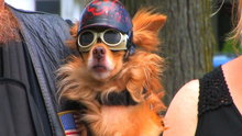 Watch CINELAN 3 Minute Stories - DEMON the Biker Chihuahua Online