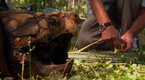 Watch Dangerous Encounters - Gator Snapper Bite Force Online