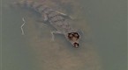 Watch Dangerous Encounters - Countdown Croc Online
