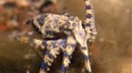Watch Dangerous Encounters - Blue Ring Octopus Online