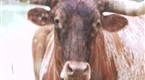 Watch Deion & Pilar: Prime Time Love - Prime Time Love: Cattle Drive/Prime Time Sex Time Online