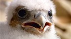 Watch Great Migrations - 12 Feet from a Falcon Online