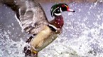 Watch Great Migrations - Ducks Away! Online