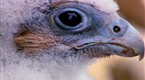 Watch Great Migrations - Filming On the Edge of a Cliff Online