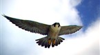 Watch Great Migrations - Disguising the Camera Online