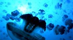 Watch Great Migrations - Gorging Golden Jellyfish Online