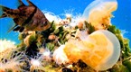 Watch Great Migrations - Jellyfish in Danger Online