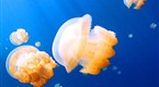 Watch Great Migrations - Jellyfish Lake Online