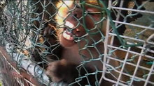 Watch Jimmy Kimmel Live! - Final Update On Bieber's Monkey Online