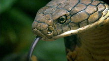 Watch Locked Up Abroad - Searching for the King Cobra Online