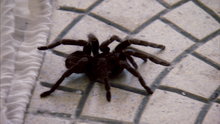 Watch Locked Up Abroad - Dead Scared of Spiders Online