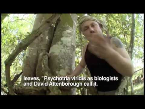 Watch Madventures - Madventures - Yage Mado Hallucinogen in Brazil Online