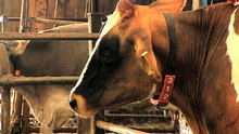 Watch National Geographic Environment - I Didn't Know That: Robot Can Milk 70 Cows a Day Online