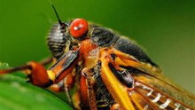 Watch NBC Nightly News with Brian Williams - Cicadas Emerge in the South Online