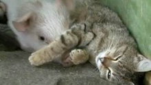 Watch NBC TODAY Show - Piglet Joins Mama Cat's Brood Online