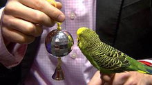 Watch NBC TODAY Show - Fast-talking Parakeet Shows Off His Vocal Skills Online