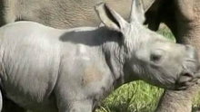 Watch NBC TODAY Show - Rare White Rhino Born at Aussie Zoo Online