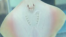 Watch NBC TODAY Show - Meet Marine Creatures from Shedd Aquarium Online
