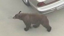 Watch NBC TODAY Show - Bear Strolls Through California Neighborhood Online