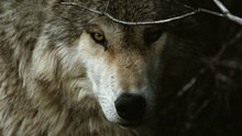 Watch NG Live - The Hidden Life of Wolves Online