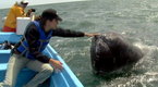 Watch Nightline - Could Arctic Drilling Hurt Gray Whales? Online