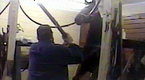 Watch Nightline - Torture of Tennessee Walking Horses? Online