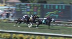 Watch Players Network - Breeder's Cup 'Fectas Online