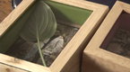 Watch Simply Green with Danny Seo - Shadow Boxes Online