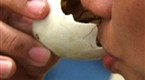 Watch Taboo - Where Eating Chick is Chic Online