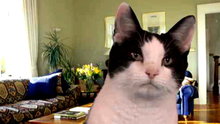 Watch The Tonight Show with Jay Leno - Jay's Smart Cat Online