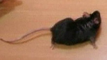 Watch Weird News - Mice, Geckos, Gerbils Return from Space Online