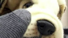 Watch Weird News - Stinky Feet? Robotic Pooch Lets You Know Online