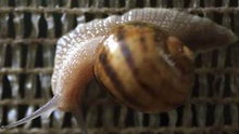 Watch Weird News - Pesky Garden Snails Make Profits in Colombia Online