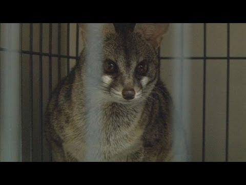 Watch Wild Justice - Wild Justice - Exotic Animal Bust Online